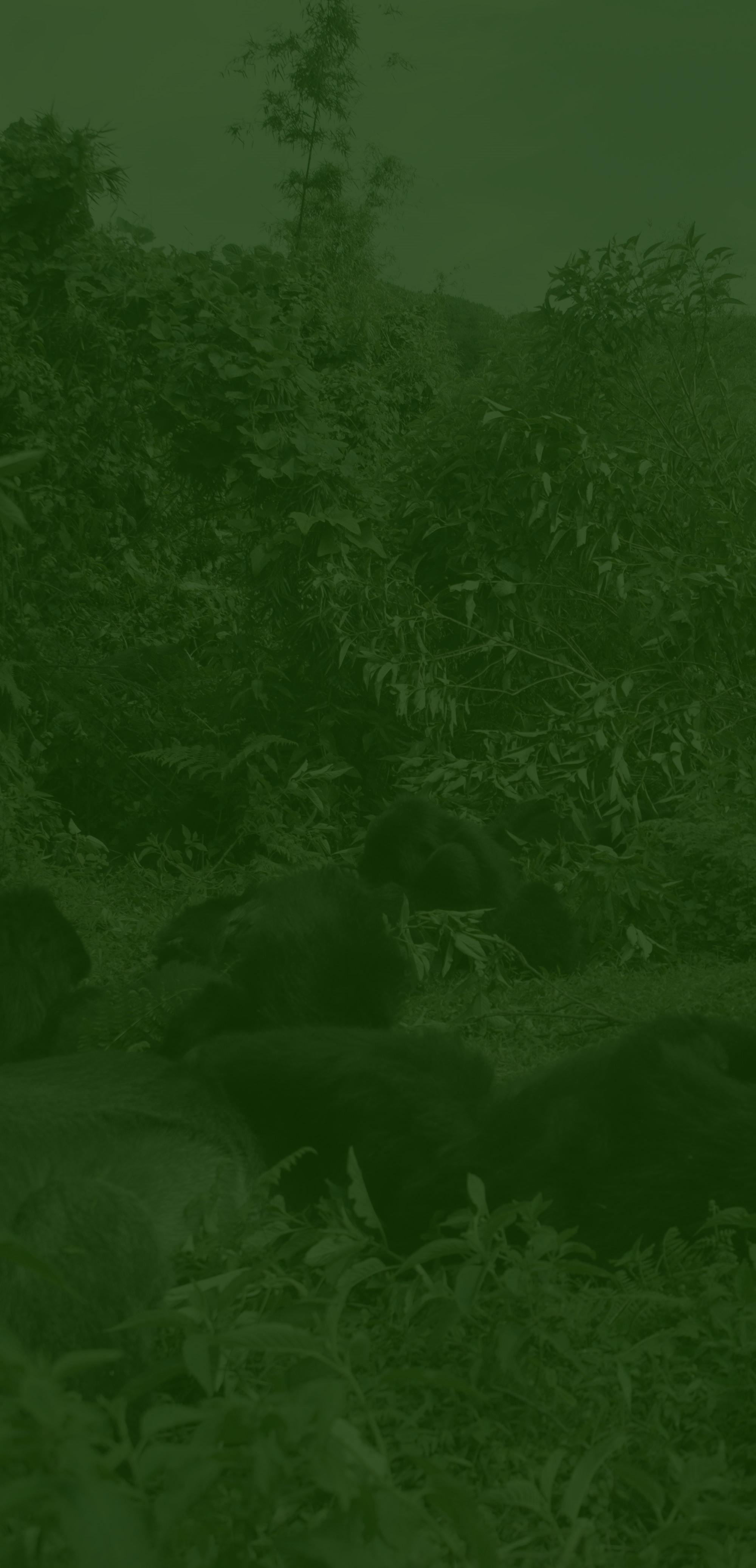 ルワンダ共和国の火山国立公園に生息するゴリラの保護に向けた活動を計画しています