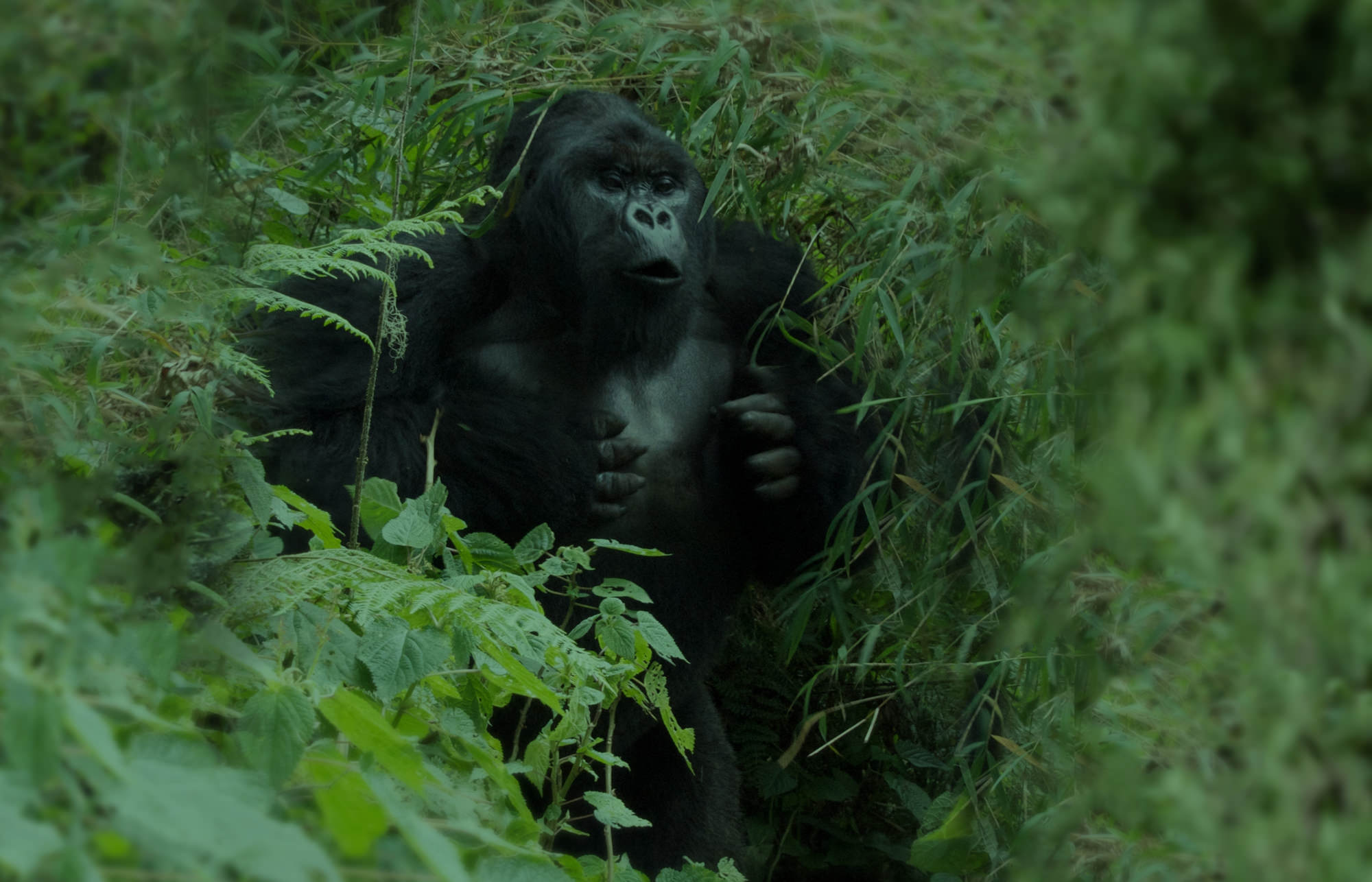 特定非営利活動法人ゴリラのはなうた｜Humming of Gorillas